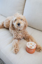 Premium Sand + Paws Pumpkin & Vanilla 12 oz scented candle
