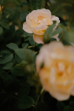 Premium Rose of Nowhere 50ml Perfume Oil Rollerball