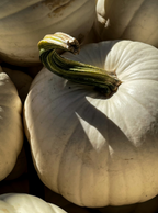 Premium White Pumpkin 100 ml Room Spray