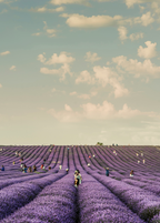 Premium Sand + Paws French Lavender 12 oz scented candle
