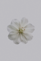 Premium Fresh Jasmine 180 ml Reed Diffuser
