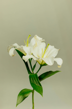 Premium Gardenia 110 ml Reed Diffuser