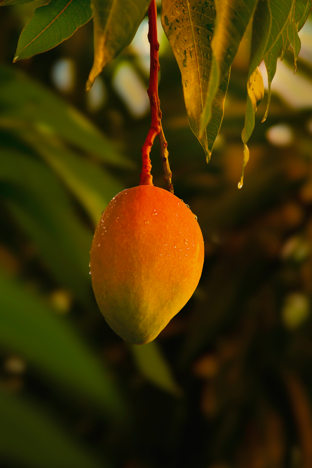 Premium Sand + Paws Guava Mango 12 oz scented candle