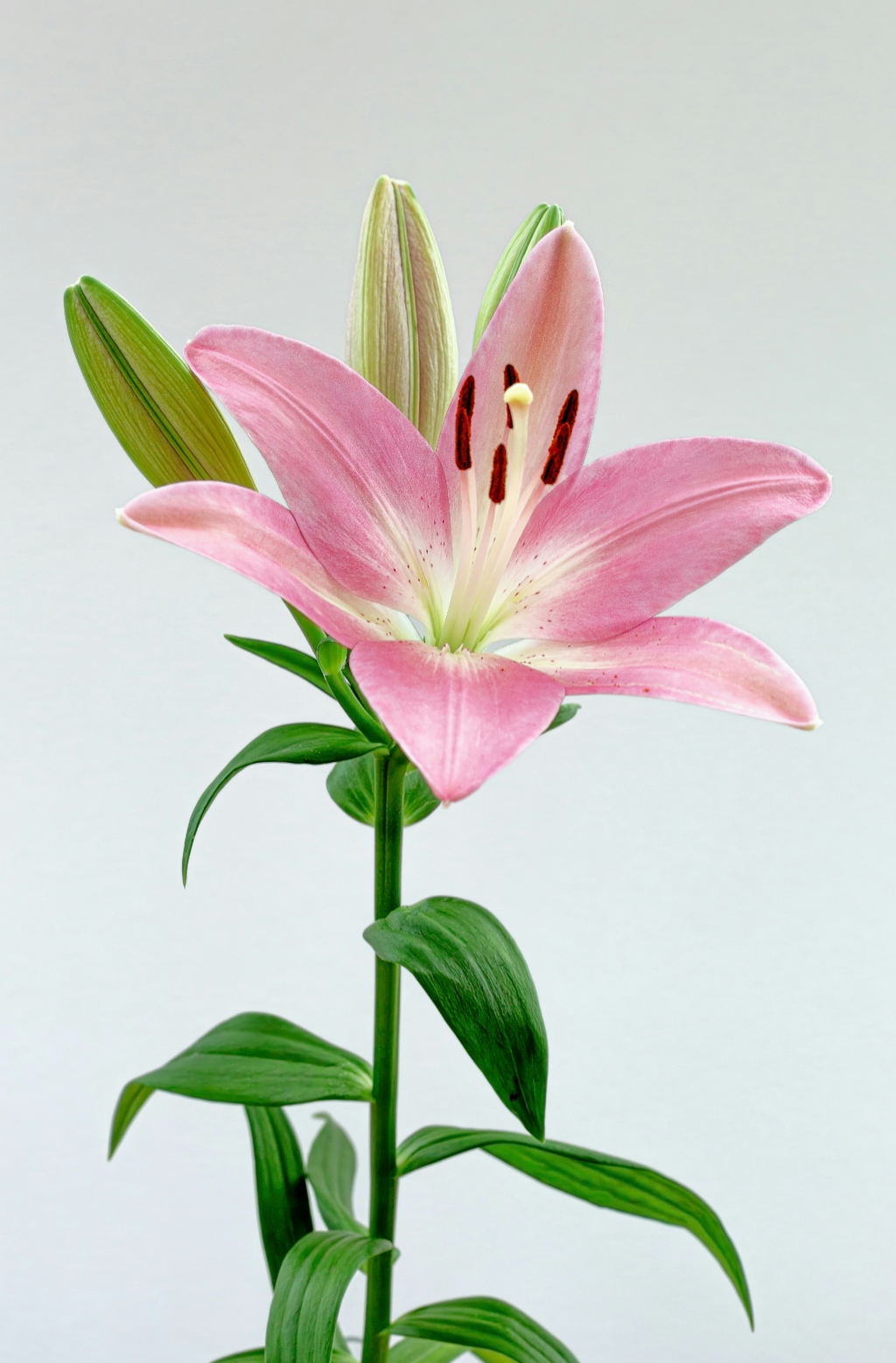 Premium Peony & Lily 50 ml Perfume Oil Dropper