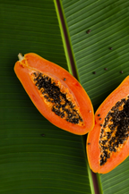 Premium Island Papaya 12 oz scented candle